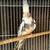 Cacatua macho 2 thumbnail