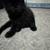 4 Kitten Cats 11 thumbnail