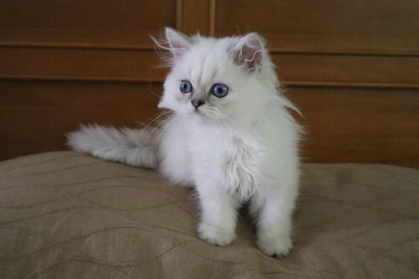 Himalayan Kitten (Micanopy)63992989775875121