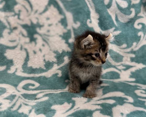 Curled ear, polydactyl kittens552102971635804161