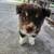 Australian shepherd 3 thumbnail