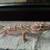 leopard gecko 1 thumbnail