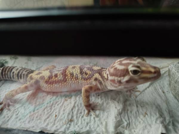 leopard gecko 1