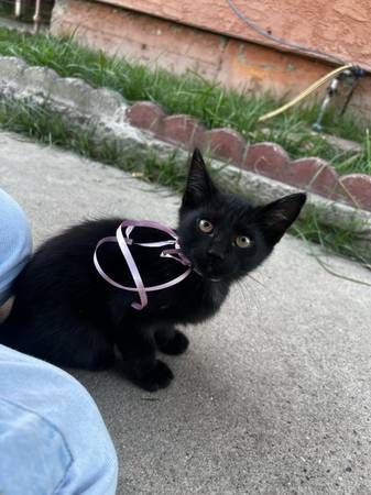 Adorable black 2 Month Kittens (Farmersville)64025057203971121