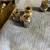 18 Lug Nuts-12MM-1.50 Wheel Lug Nuts-Cleaned, Polished, Variety 12 thumbnail