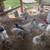 Pullets for sale 10 thumbnail