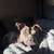 rehoming pitbull mix 2 thumbnail