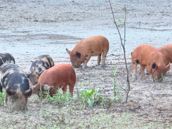 Pig - Idaho Pasture Piglets 1
