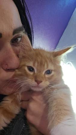 Tanques, reptiles, gatitos. (Todos intentando reubicar lo antes posible) (Janesville)63735854759555121