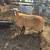 Sheep 1 thumbnail