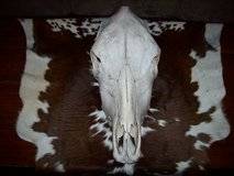 Cow Skulls for Western Art or Rock Garden 1