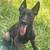 Belgian puppy-Rehoming 1 thumbnail