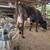 Milk cow 4 thumbnail