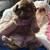 Male Imperial ShihTzu puppy 5 thumbnail