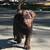 Labradoodles  F1 1 thumbnail