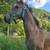 Running bred registerable appy colt 24 thumbnail