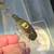 MUSKIE CRANK BAITS / FISHING LURES 14 thumbnail