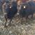 Weaned calves 3 thumbnail