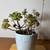 Assorted multiple succulent plants 4 thumbnail