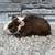 Guinea Pig Boys 6 thumbnail