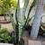 Sansevieria plant( Snake plant or Mother in law plant) 7 thumbnail