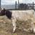 Shorthorn Heifers 1 thumbnail