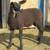 East Friesian Cross Dairy Sheep Ram Lamb 2 thumbnail