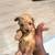 Poodle puppy $1600 3 thumbnail