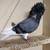 Old Dutch Capuchine Blue Bar Show Pigeon 5 thumbnail