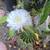 5 gal Large Easter Lilly Cactus 3 thumbnail