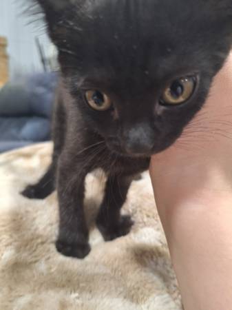 Kittens-GRATIS A BUEN HOGAR (Omaha)63902986835458122