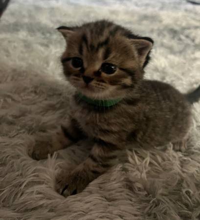 Scottish Fold/ Scottish Straight Kittens64281287002114122