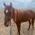 Project Blm Mustang Mare 1 thumbnail