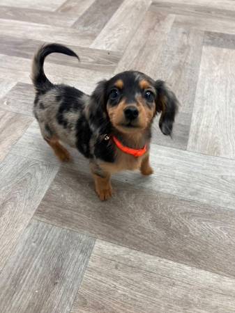 Cute Dachshund Pup Rehoming 1