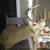 Vintage White Tail 10pt Deer Mount 1948 Taxidermy Ranch Decor 11 thumbnail