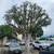 Zamora Tree Service and Hauling Service 9 thumbnail