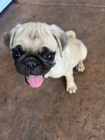 Cachorra de raza pug (Brentwood / Oakley)