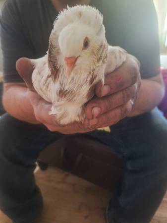 Friendly pigeons (Cullman al)64151734056963121