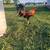 Game hens available 1 thumbnail