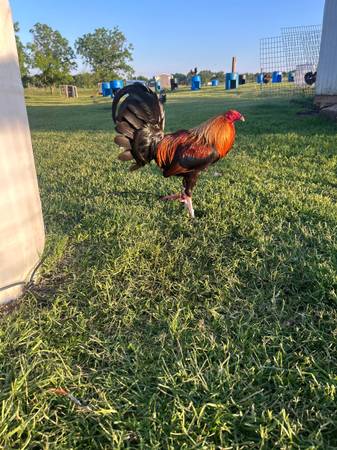 Game hens available 1