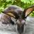 Rex female rabbit 3 thumbnail