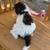 Standard Poodle Puppies 6 thumbnail