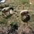 Borregos sheep's 3 thumbnail