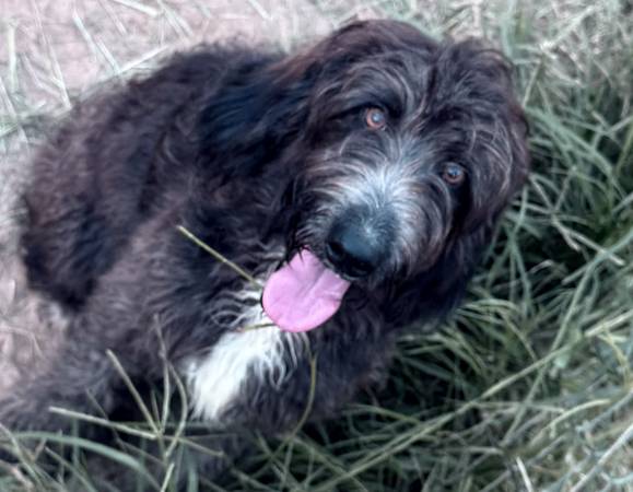 Australian Shepherd y Aussiedoodles (Ariton)63841380542467121