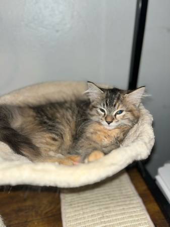 Cat $20 (Sauk Centre)63678103880321120