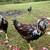 Spangled russian orloff roosters 2 thumbnail