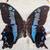 Swallowtail Butterfly Taxidermy Collection 6 thumbnail