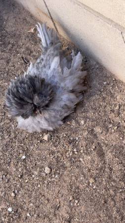Polish Rooster Gallo - $25 (Pearblossom)63470808085121123