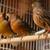 canaries/canario 1 thumbnail