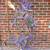 Choice of 5 - Purple Heart - Tradescantia Pallida - Spiderwort 4 thumbnail